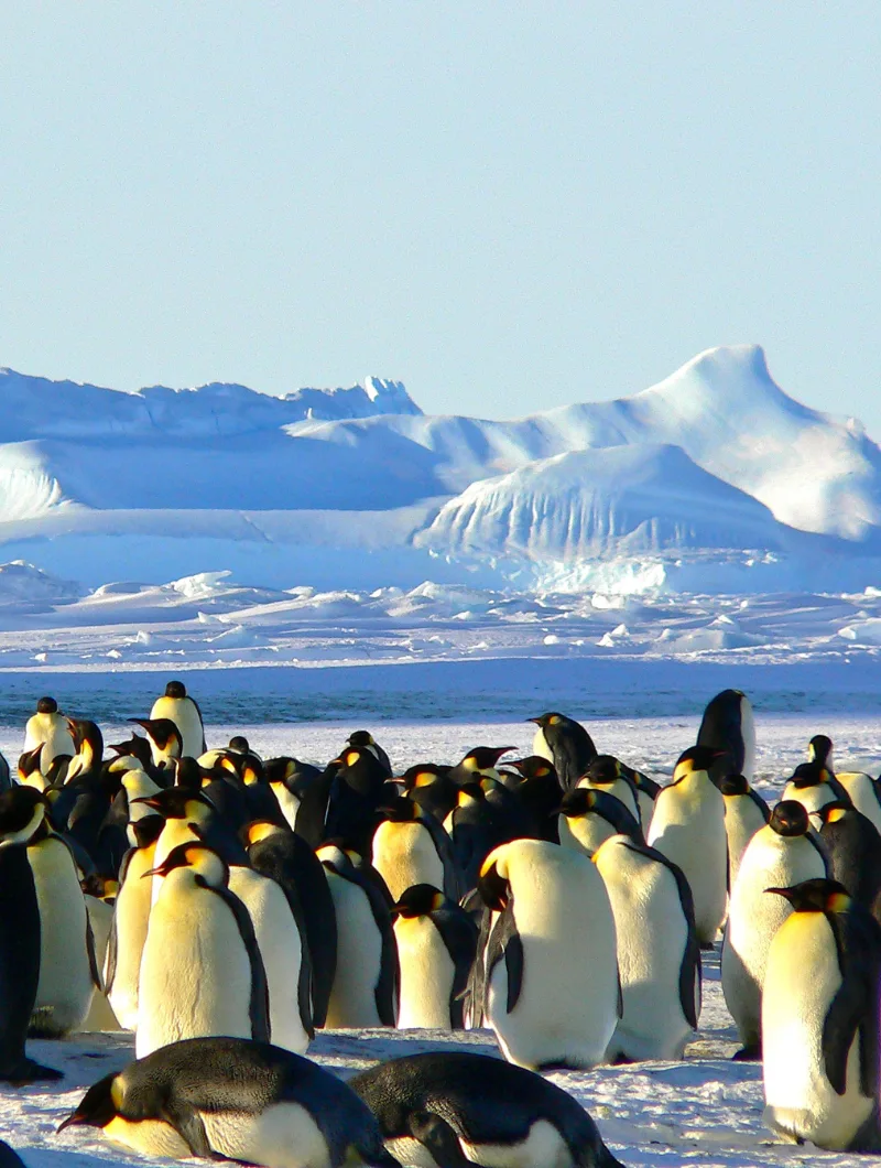 Antártica Destination - Pristine Adventure